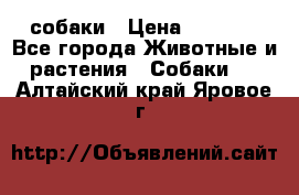 собаки › Цена ­ 2 500 - Все города Животные и растения » Собаки   . Алтайский край,Яровое г.